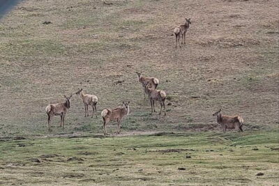 Wildlife Watching Day Tour at Hustai National Park - The early start from Ulaanbaatar (7:00am) and why it’s worth it