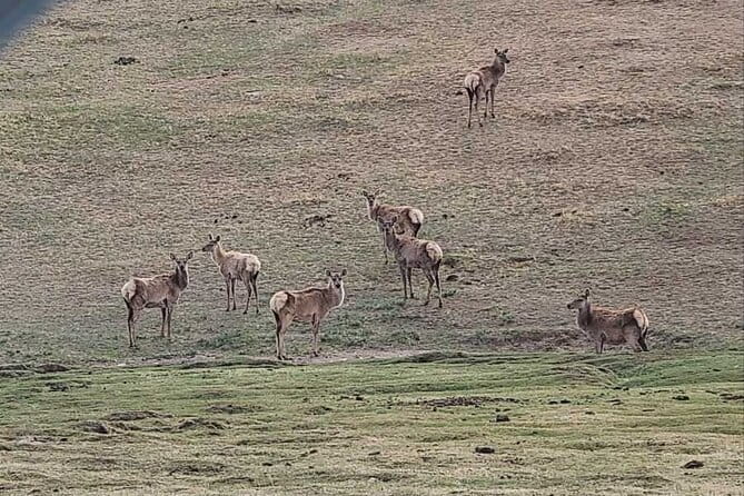 Wildlife Watching Day Tour at Hustai National Park - The early start from Ulaanbaatar (7:00am) and why it’s worth it