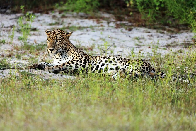 Wilpattu National Park 4-Hours Safari | with Naturalist - Key Points You’ll Care About