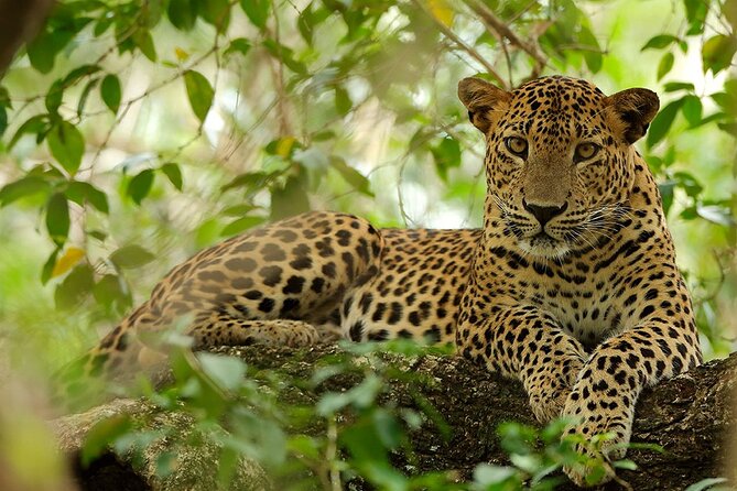 Wilpattu National Park 4-Hours Safari | with Naturalist - Wilpattu in Plain Terms: Why This Safari Feels Different