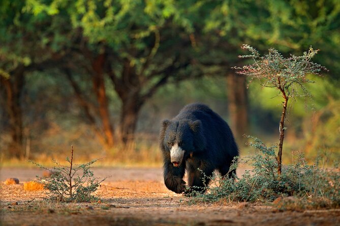 Wilpattu National Park 4-Hours Safari | with Naturalist - Inside the 3-Hour Safari Loop: What to Expect From the Ride