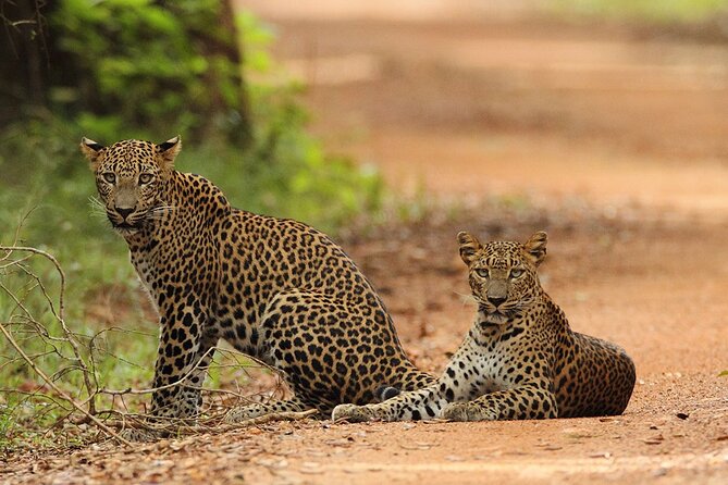 Wilpattu National Park 4-Hours Safari | with Naturalist - Meet the People: Naturalist-Guide + Experienced Driver