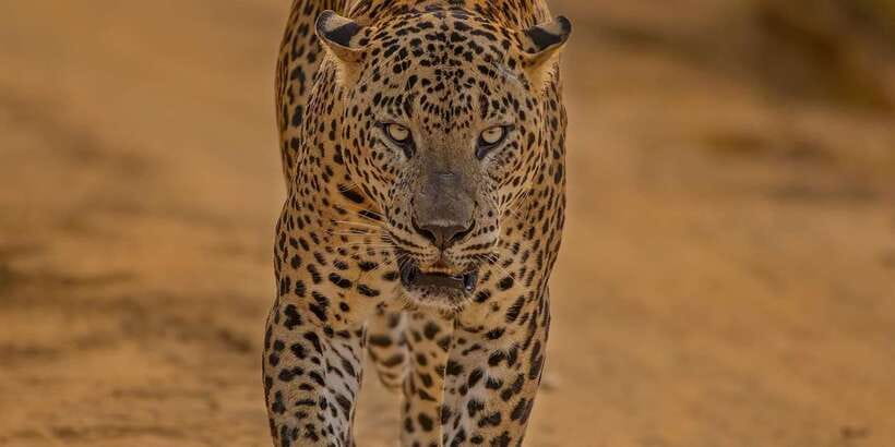 Wilpattu National park - Full day Safari (06:00am - 18:00pm) - Key things to know before you go
