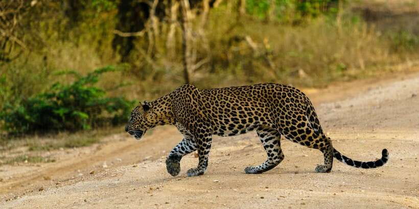 Wilpattu National park - Full day Safari (06:00am - 18:00pm) - What to bring, what’s not allowed, and who may want a different option