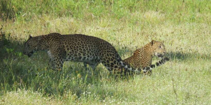 Wilpattu National park - Full day Safari (06:00am - 18:00pm) - Wilpattu’s villus lakes are the real reason this safari works