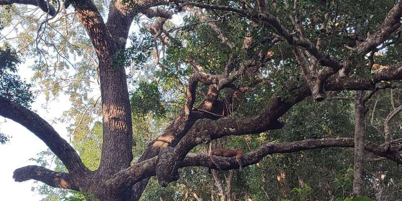 Wilpattu National park - Full day Safari (06:00am - 18:00pm) - Your 4x4 jeep ride: comfort, control, and why max 6 matters