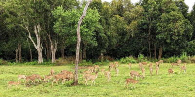 Wilpattu National park - Full day Safari (06:00am - 18:00pm) - The 06:00–18:00 schedule: how the day’s timing helps animal spotting