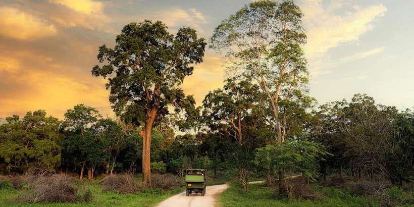 Wilpattu National park - Full day Safari (06:00am - 18:00pm) - The animals you’re really aiming for (and the smartest mindset)
