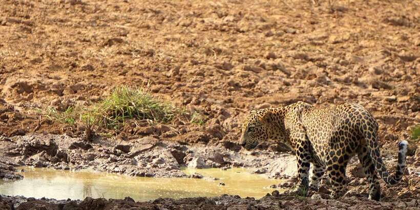 Wilpattu National park - Full day Safari (06:00am - 18:00pm) - Food, water, and the comfort items that keep a long day sane