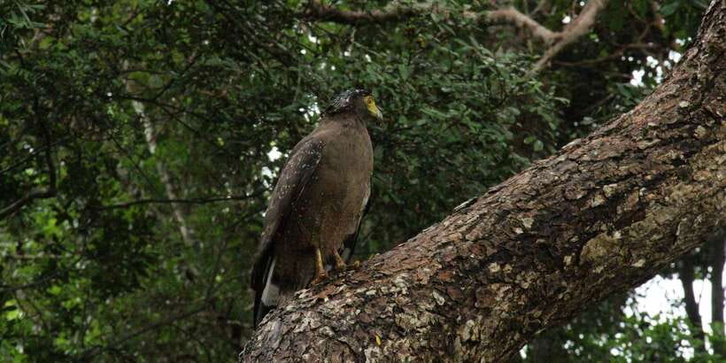 Wilpattu National park - Full day Safari (06:00am - 18:00pm) - English guidance: what you’ll learn and why it affects your sightings