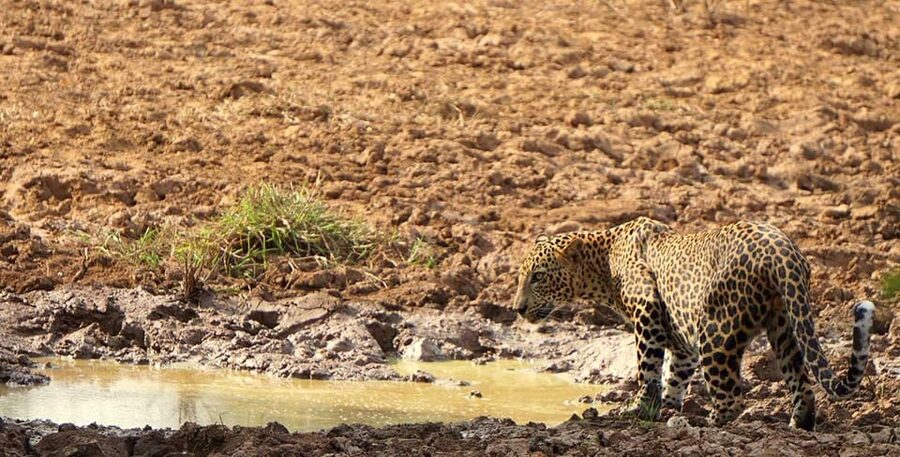 Wilpattu National park - Full day Safari (06:00am - 18:00pm) - Price and value: what you’re paying for at $95, plus the park ticket