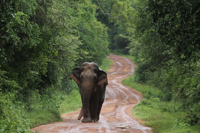 Wilpattu National Park Guided Tour in a Safari Jeep Ride - Key things to know before you go