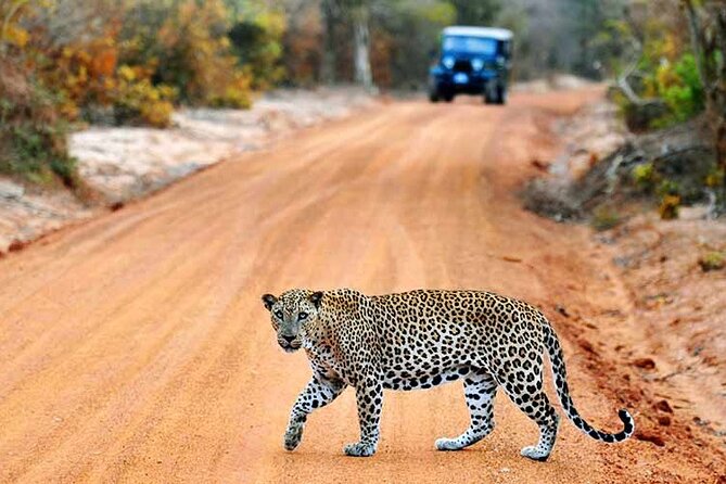 Wilpattu National Park Jeep Safari from Negombo / Waikkal (All Inclusive) - Key highlights at a glance