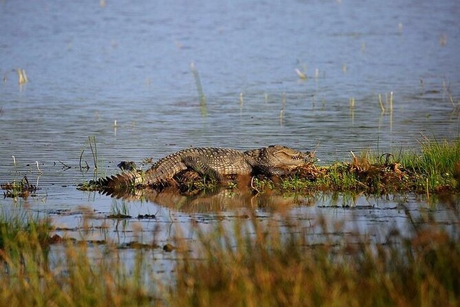 Wilpattu National Park Jeep Safari from Negombo / Waikkal (All Inclusive) - The wild part: spotting leopards, sloth bears, elephants, and more