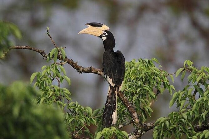 Wilpattu National Park Jeep Safari from Negombo / Waikkal (All Inclusive) - The full-day rhythm: pickup, breakfast, safari time, then the ride back