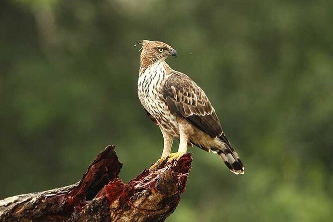 Wilpattu National Park Jeep Safari from Negombo / Waikkal (All Inclusive) - Guide and driver quality: the difference between good and great