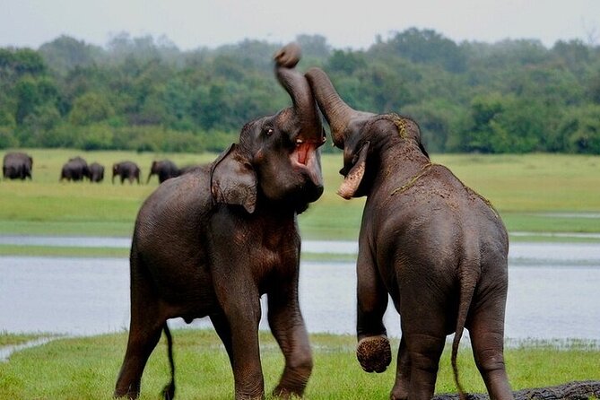 Wilpattu National Park Jeep Safari from Negombo / Waikkal (All Inclusive) - Who this safari suits best (and who should think twice)