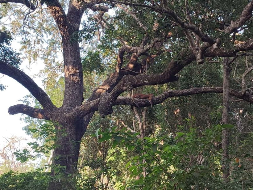Wilpattu National park: Morning or Afternoon PRIVATE Safari - Quick Takeaways