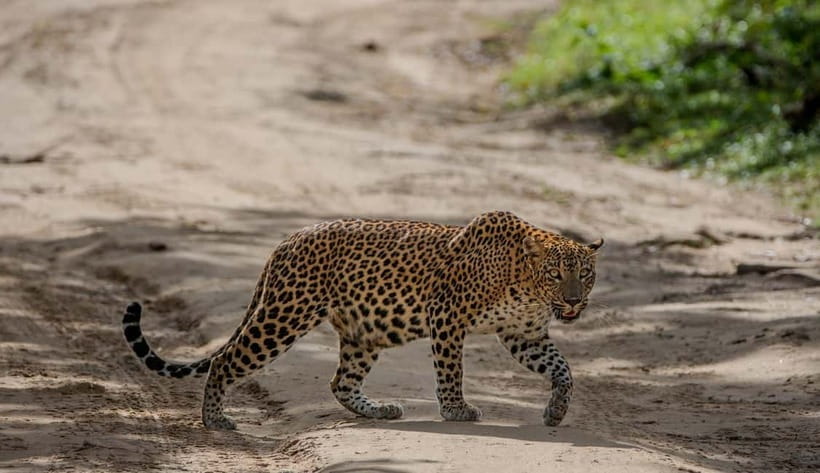 Wilpattu National park: Morning or Afternoon PRIVATE Safari - The Villu Lakes System: Why Wilpattu Works for Wildlife Viewing