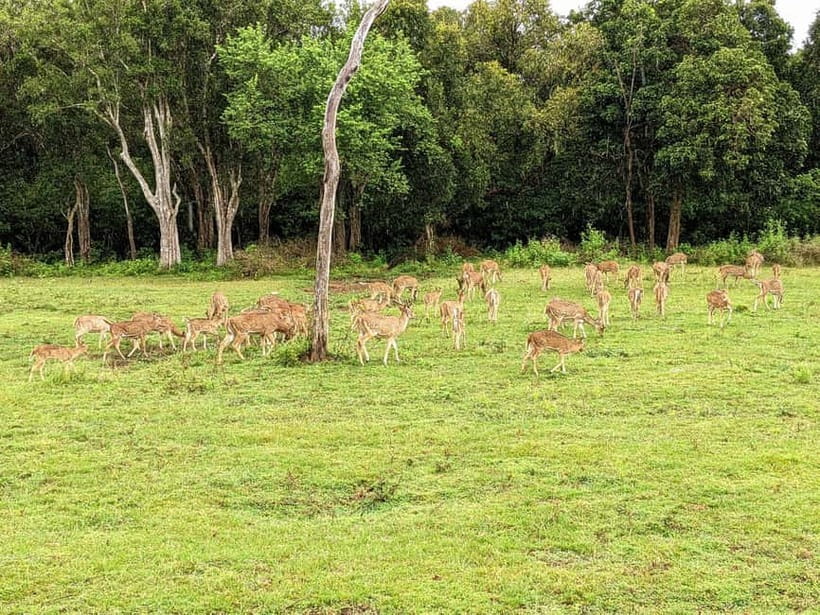 Wilpattu National park: Morning or Afternoon PRIVATE Safari - Photo Stops and When to Press the Shutter