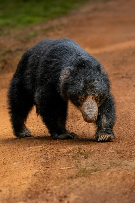 Wilpattu National park: Morning or Afternoon PRIVATE Safari - Morning vs Afternoon: Which Timing Fits Your Style?