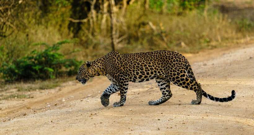 Wilpattu National Park: Morning or Afternoon Safari - What you’ll actually do in the park