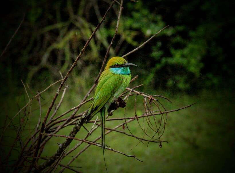 Wilpattu National Park: Morning or Afternoon Safari - What this tour includes (and what it doesn’t)