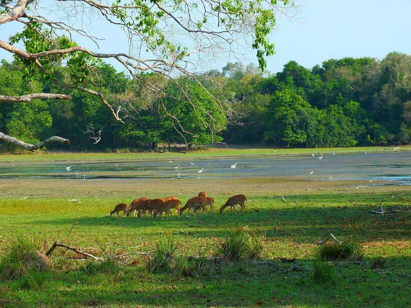 Wilpattu National Park: Morning or Afternoon Safari - Morning or afternoon safari: how to choose without overthinking it