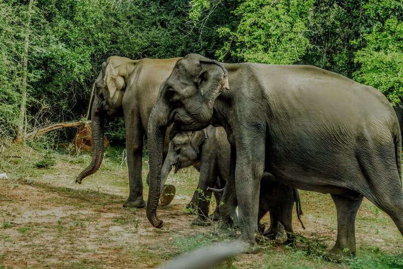 Wilpattu National Park: Morning or Afternoon Safari - Pickup and drive time: where the day really starts to count