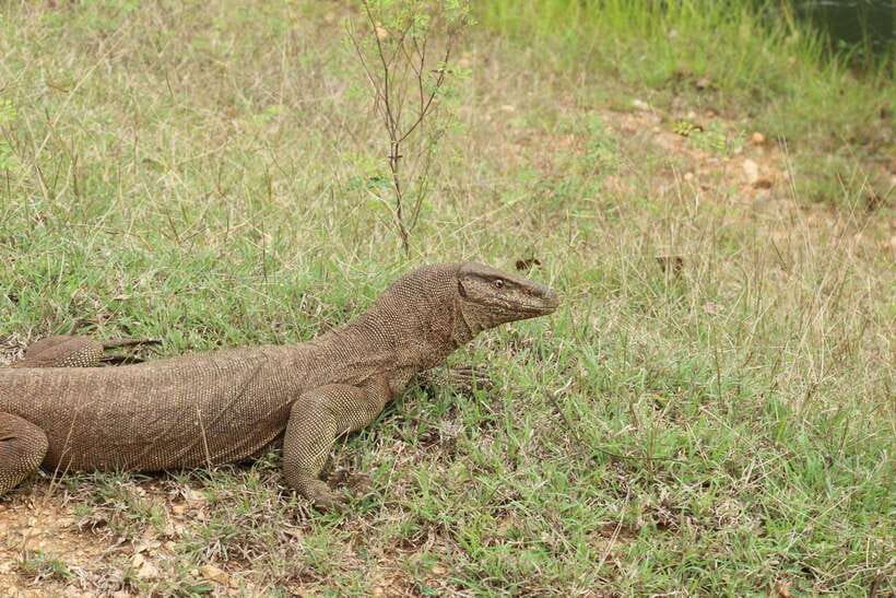 Wilpattu National Park: Morning or Afternoon Safari - Inside the safari: what that 4-hour jeep session is like