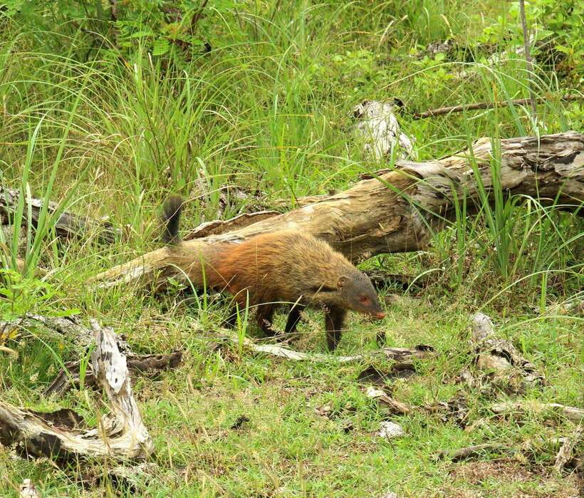 Wilpattu National Park: Morning or Afternoon Safari - Leopards, elephants, sloth bears, deer, and birds: what your odds look like
