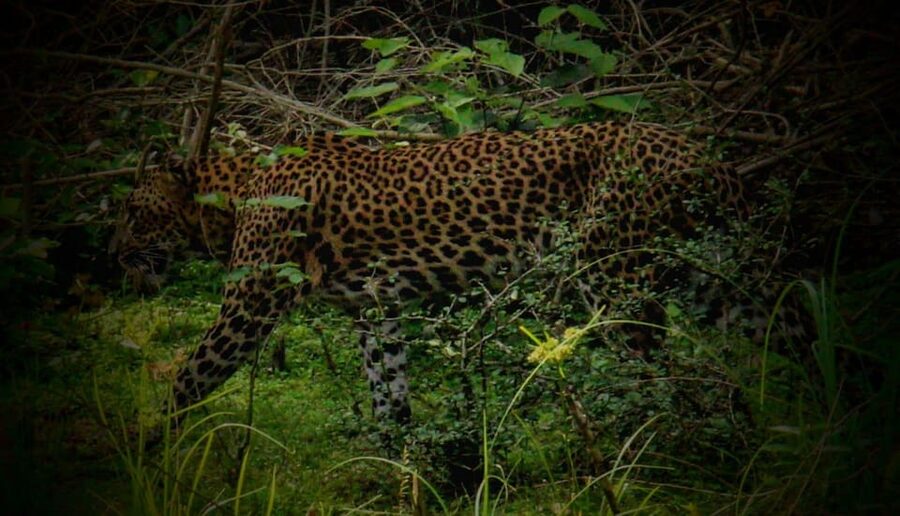 Wilpattu National Park: Morning or Afternoon Safari - The guide and English clarity: how to make the most of it