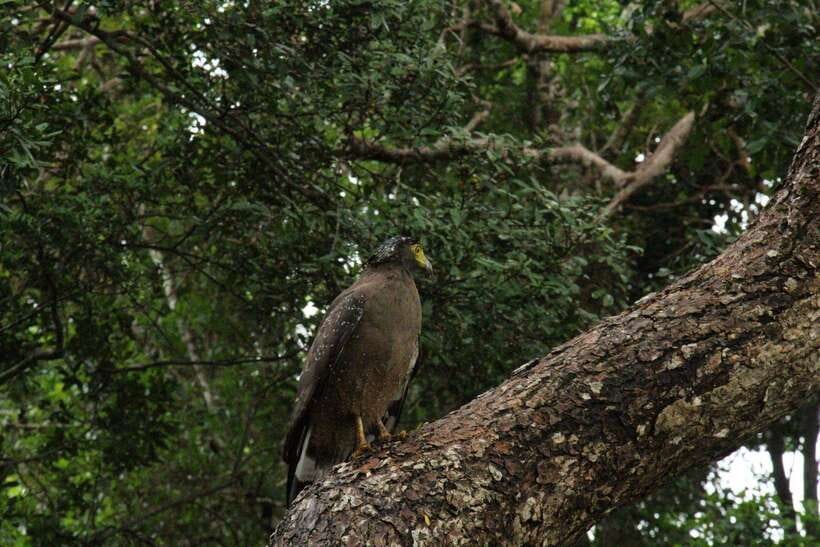 Wilpattu National Park: Morning or Afternoon Safari - Comfort and practical value: is $35 a good deal?