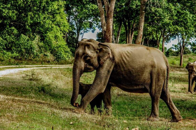 Wilpattu National park - Morning or Afternoon Safari - Morning vs afternoon: the timing that changes your odds