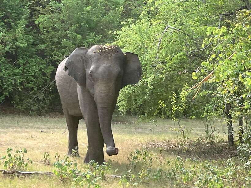 Wilpattu National Park: Private Safari - Key points to know before you go