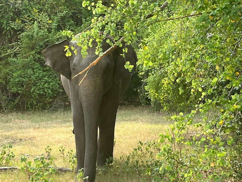 Wilpattu National Park: Private Safari - Why Wilpattu is Different: Willus and Leopard Country
