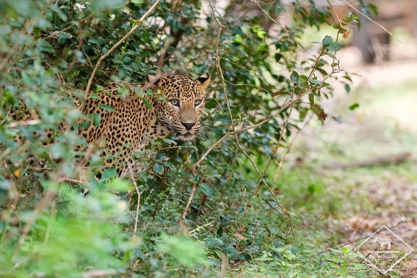Wilpattu National Park: Private Safari - How the 5 Hours Usually Feel Inside the Park