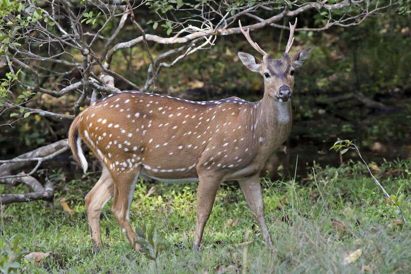 Wilpattu National Park: Private Safari - Leopards and Elephants: What You’re Really Watching For