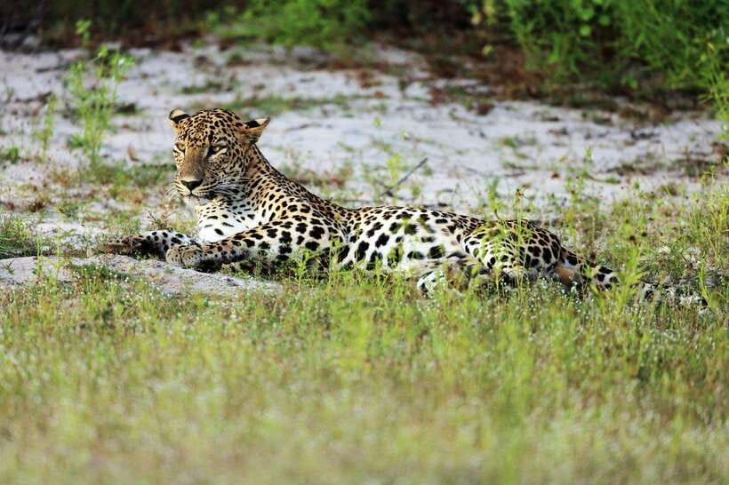 Wilpattu National Park: Private Safari - When This Safari Fits Best (and When to Compare Alternatives)