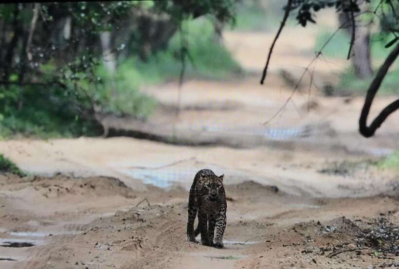 Wilpattu National Park: Private Safari - Practical Tips for a Better Safari Day