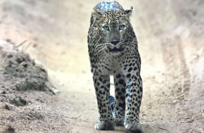Wilpattu National Park: Private Safari - Should You Book This Wilpattu Private Safari?
