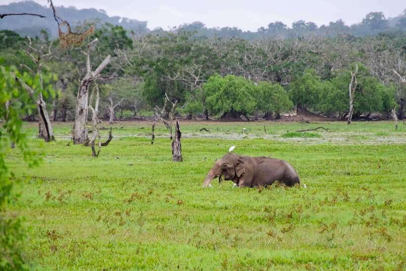 Wilpattu National Park: Private Safari - Getting There and What the Private Jeep Time Means