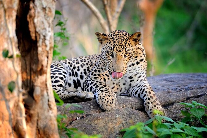 Wilpattu National Park Safari | Jeep with Tickets - Why leopards are the main reason people plan this safari