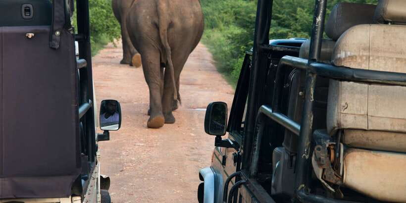 Wilpattu National Park Safari Tour from Colombo - Key Highlights to Expect