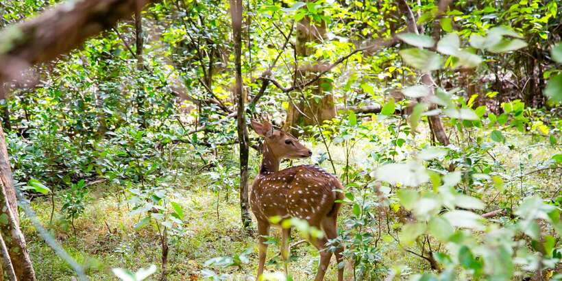 Wilpattu National Park Safari Tour from Colombo - Who This Tour Fits Best (and Who Might Feel It’s Wrong)