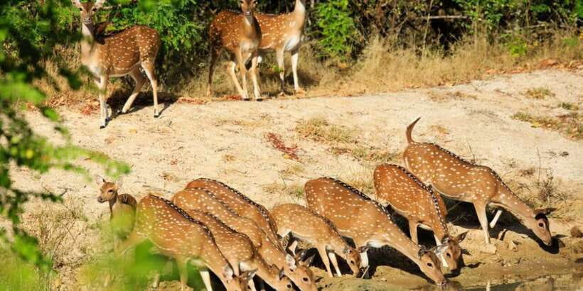 Wilpattu National Park Safari Tour from Colombo - Wilpattu National Park in One Day from Colombo