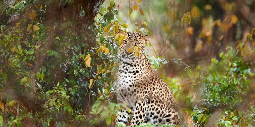 Wilpattu National Park Safari Tour from Colombo - Inside Wilpattu: What the Willus Mean for Wildlife