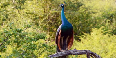 Wilpattu National Park Safari Tour from Colombo - The Transfer: Air-Conditioned Ride Out and the Reality of a Long Day