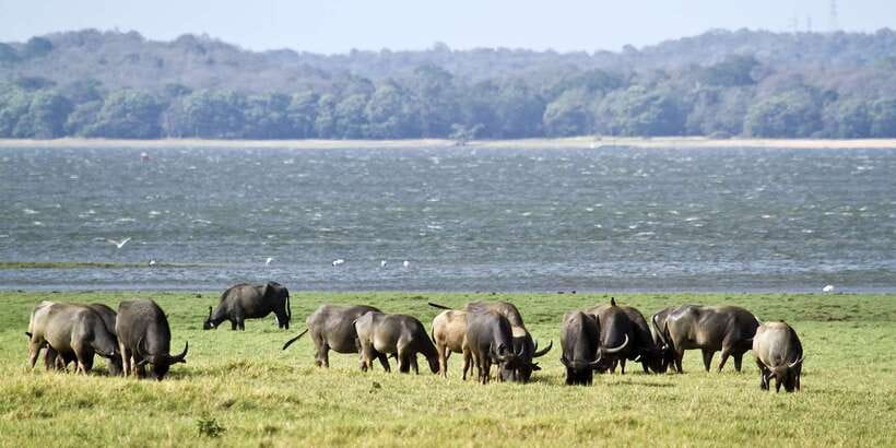 Wilpattu National Park Safari Tour from Colombo - The 4WD Jeep Safari: How the Game Drive Works