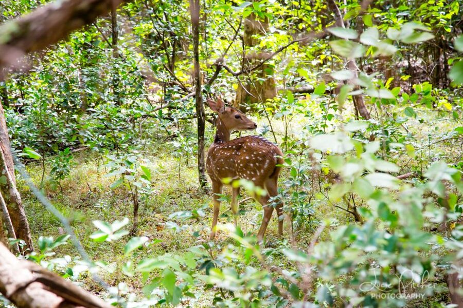 Wilpattu National Park Safari Tour from Colombo - Wildlife Chances: Leopard Expectations vs. Real Animal Variety